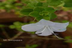 Barleria buxifolia